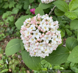 Shrubs ~ Viburnum carlesii, Korean Spice Viburnum ~ Dancing Oaks Nursery and Gardens ~ Retail Nursery ~ Mail Order Nursery