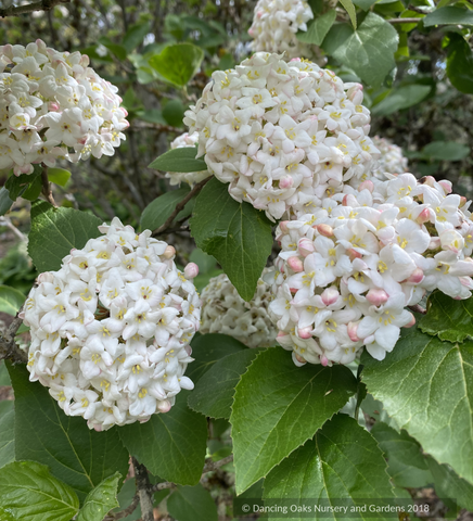 Shrubs ~ Viburnum carlesii, Korean Spice Viburnum ~ Dancing Oaks Nursery and Gardens ~ Retail Nursery ~ Mail Order Nursery