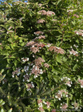 Shrubs ~ Viburnum sargentii 'Onondaga', Onondaga Viburnum ~ Dancing Oaks Nursery and Gardens ~ Retail Nursery ~ Mail Order Nursery