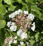 Shrubs ~ Viburnum sargentii 'Onondaga', Onondaga Viburnum ~ Dancing Oaks Nursery and Gardens ~ Retail Nursery ~ Mail Order Nursery