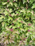 Shrubs ~ Viburnum sargentii 'Onondaga', Onondaga Viburnum ~ Dancing Oaks Nursery and Gardens ~ Retail Nursery ~ Mail Order Nursery