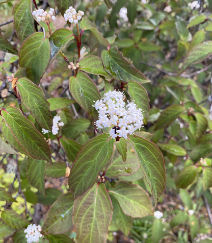 Shrubs ~ Viburnum setigerum f. aurantiacum ~ Dancing Oaks Nursery and Gardens ~ Retail Nursery ~ Mail Order Nursery