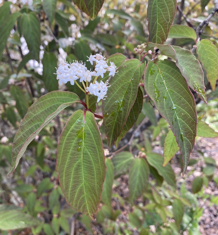 Shrubs ~ Viburnum setigerum 'Aurantiacum' ~ Dancing Oaks Nursery and Gardens ~ Retail Nursery ~ Mail Order Nursery