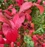 Shrubs ~ Viburnum x burkwoodii 'Mohawk' ~ Dancing Oaks Nursery and Gardens ~ Retail Nursery ~ Mail Order Nursery