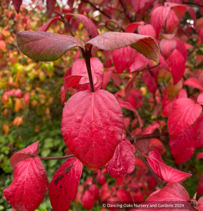 Shrubs ~ Viburnum x burkwoodii 'Mohawk' ~ Dancing Oaks Nursery and Gardens ~ Retail Nursery ~ Mail Order Nursery