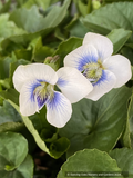 Perennials ~ Viola ‘Blueberry Blush’, Violet ~ Dancing Oaks Nursery and Gardens ~ Retail Nursery ~ Mail Order Nursery