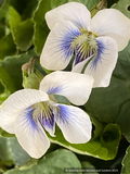 Perennials ~ Viola ‘Blueberry Blush’, Violet ~ Dancing Oaks Nursery and Gardens ~ Retail Nursery ~ Mail Order Nursery