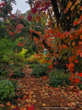 Vitis coignetiae, Crimson Glory Vine, No shipping to CA, ID, NY, WA