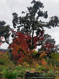 Vitis coignetiae, Crimson Glory Vine, No shipping to CA, ID, NY, WA