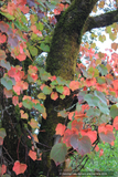 Vitis coignetiae, Crimson Glory Vine, No shipping to CA, ID, NY, WA