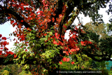 Vitis coignetiae, Crimson Glory Vine, No shipping to CA, ID, NY, WA