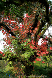 Vitis coignetiae, Crimson Glory Vine, No shipping to CA, ID, NY, WA