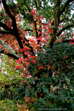 Vitis coignetiae, Crimson Glory Vine, No shipping to CA, ID, NY, WA