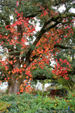 Vitis coignetiae, Crimson Glory Vine, No shipping to CA, ID, NY, WA