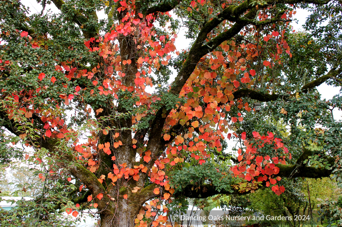 Vitis coignetiae, Crimson Glory Vine, No shipping to CA, ID, NY, WA