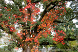 Vitis coignetiae, Crimson Glory Vine, No shipping to CA, ID, NY, WA