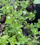 Perennials ~ Groundcovers ~ Whipplea modesta, Whipplevine ~ Dancing Oaks Nursery and Gardens ~ Retail Nursery ~ Mail Order Nursery