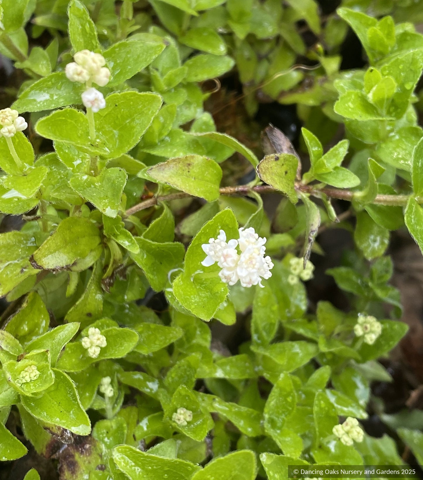 Perennials ~ Groundcovers ~ Whipplea modesta, Whipplevine ~ Dancing Oaks Nursery and Gardens ~ Retail Nursery ~ Mail Order Nursery