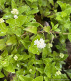 Perennials ~ Groundcovers ~ Whipplea modesta, Whipplevine ~ Dancing Oaks Nursery and Gardens ~ Retail Nursery ~ Mail Order Nursery