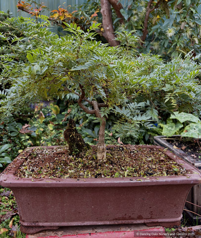 Vines ~ Wisteria sinensis 'Kofuji' , Dwarf Chinese Wisteria - Dancing Oaks Nursery and Gardens ~ Dancing Oaks Nursery and Gardens ~ Retail Nursery ~ Mail Order Nursery