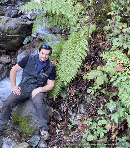 Our very own propagation specialist posing for scale in the wild. 

Ferns ~ Woodwardia fimbriata, Giant Western Chain Fern~ Dancing Oaks Nursery and Gardens ~ Retail Nursery ~ Mail Order Nursery
