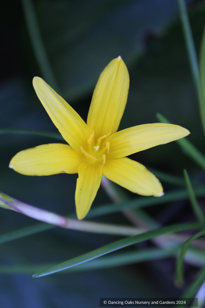 Bulbs & Tubers ~ Zephyranthes flavissima, Rain Lily ~ Dancing Oaks Nursery and Gardens ~ Retail Nursery ~ Mail Order Nursery