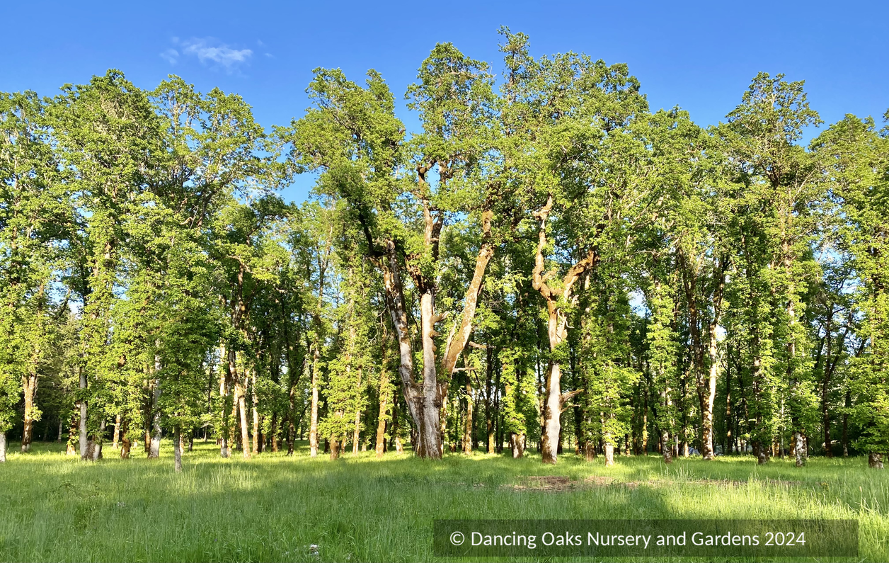 Trees ~ Quercus garryana, Oregon White Oak/Garry Oak ~ Dancing Oaks Nursery and Gardens ~ Retail Nursery ~ Mail Order Nursery