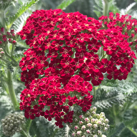 Perennials ~ Achillea 'Red Velvet' Yarrow ~ Dancing Oaks Nursery and Gardens ~ Retail Nursery ~ Mail Order Nursery