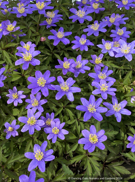 Anemone nemorosa 'Robinsoniana', Wood Anemone or Windflower