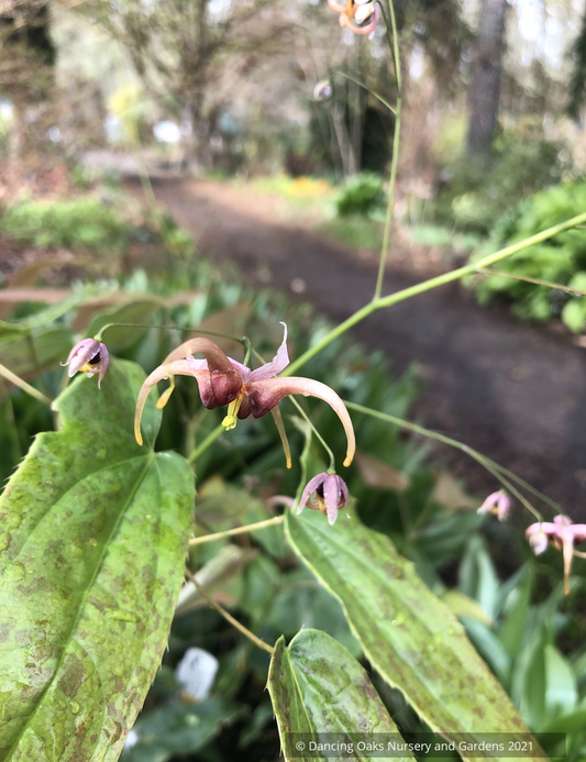 Perennials ~ Epimedium hybrid ex. 'Chandler', Barrenwort ~ Dancing Oaks Nursery and Gardens ~ Retail Nursery ~ Mail Order Nursery