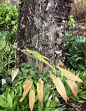 Perennials ~ Epimedium hybrid ex. 'Chandler', Barrenwort ~ Dancing Oaks Nursery and Gardens ~ Retail Nursery ~ Mail Order Nursery