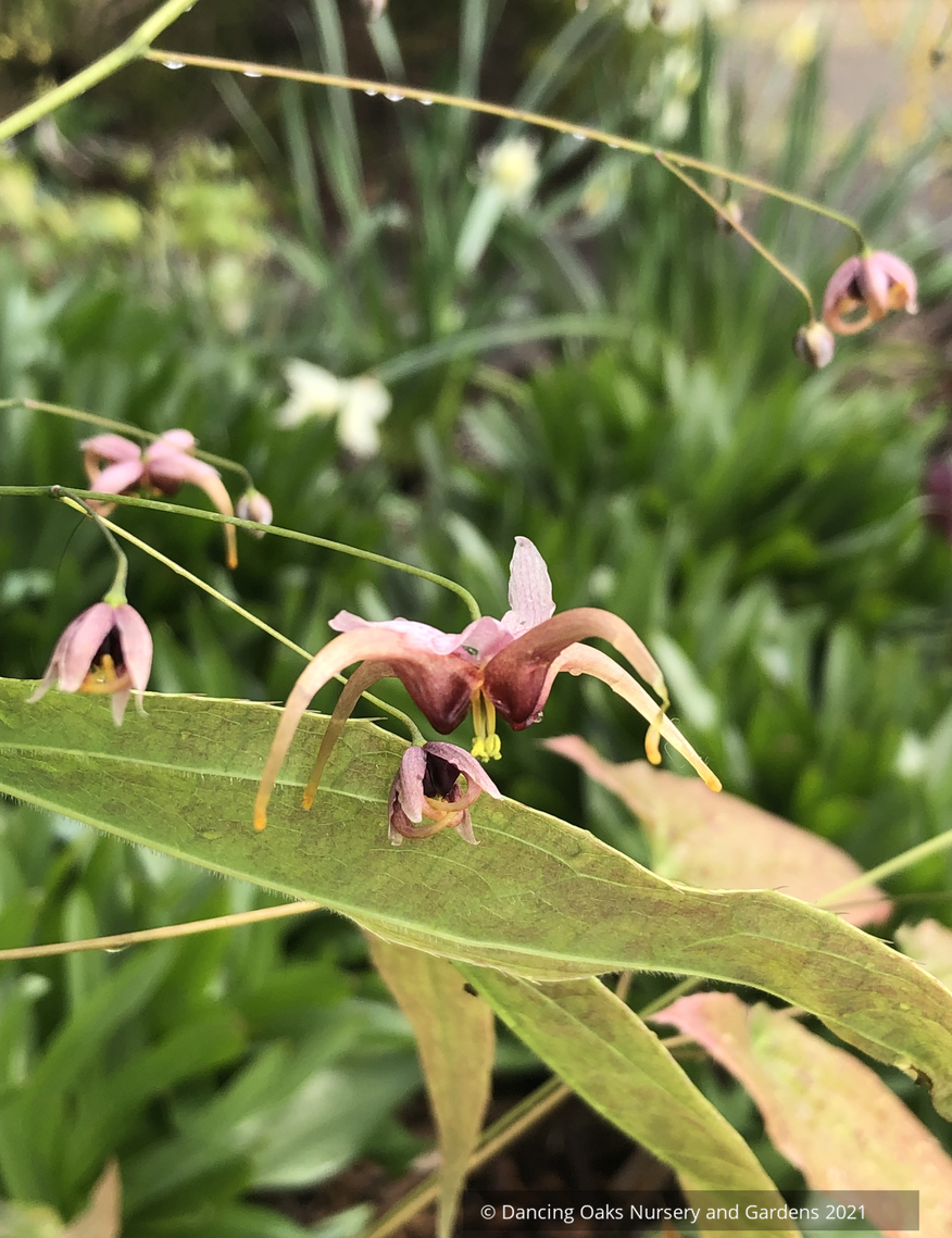 Perennials ~ Epimedium hybrid ex. 'Chandler', Barrenwort ~ Dancing Oaks Nursery and Gardens ~ Retail Nursery ~ Mail Order Nursery