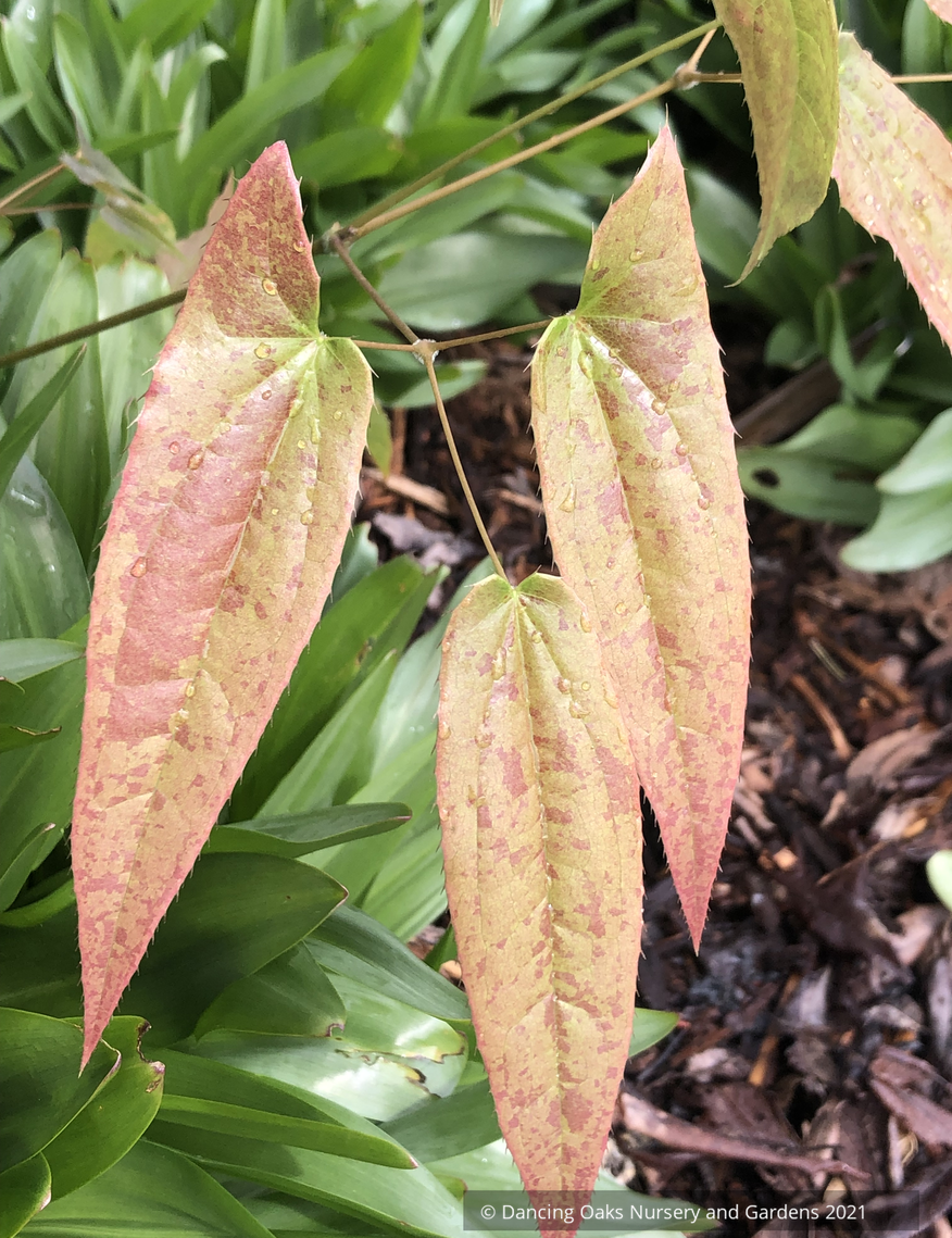 Perennials ~ Epimedium hybrid ex. 'Chandler', Barrenwort ~ Dancing Oaks Nursery and Gardens ~ Retail Nursery ~ Mail Order Nursery