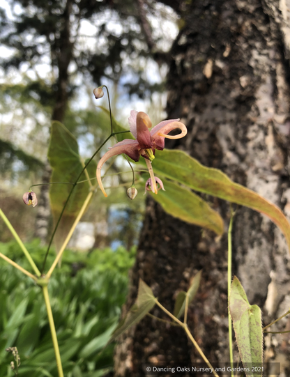 Perennials ~ Epimedium hybrid ex. 'Chandler', Barrenwort ~ Dancing Oaks Nursery and Gardens ~ Retail Nursery ~ Mail Order Nursery