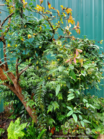 Vines ~ Clematis otophera ~ Dancing Oaks Nursery and Gardens ~ Retail Nursery ~ Mail Order Nursery