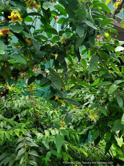 Vines ~ Clematis otophera ~ Dancing Oaks Nursery and Gardens ~ Retail Nursery ~ Mail Order Nursery