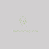 Perennials ~ Erodium absinthoides Heron's Bill ~ Dancing Oaks Nursery and Gardens ~ Retail Nursery ~ Mail Order Nursery