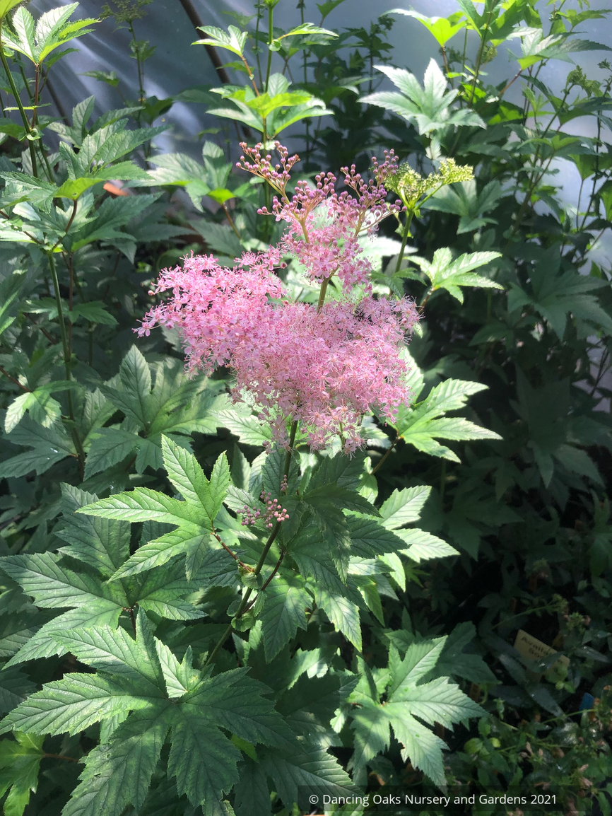 Filipendula rubra 'Venusta', Meadowsweet or Queen of the Prairie