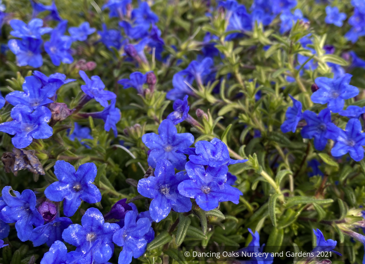 Shrubs ~ Lithodora 'Grace Ward' ~ Dancing Oaks Nursery and Gardens ~ Retail Nursery ~ Mail Order Nursery