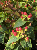 Shrubs ~ Hypericum x inodorum 'Magical Triumph', Magical Triumph St. John's Wort ~ Dancing Oaks Nursery and Gardens ~ Retail Nursery ~ Mail Order Nursery