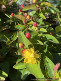 Shrubs ~ Hypericum x inodorum 'Magical Triumph', Magical Triumph St. John's Wort ~ Dancing Oaks Nursery and Gardens ~ Retail Nursery ~ Mail Order Nursery