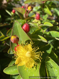 Shrubs ~ Hypericum x inodorum 'Magical Triumph', Magical Triumph St. John's Wort ~ Dancing Oaks Nursery and Gardens ~ Retail Nursery ~ Mail Order Nursery