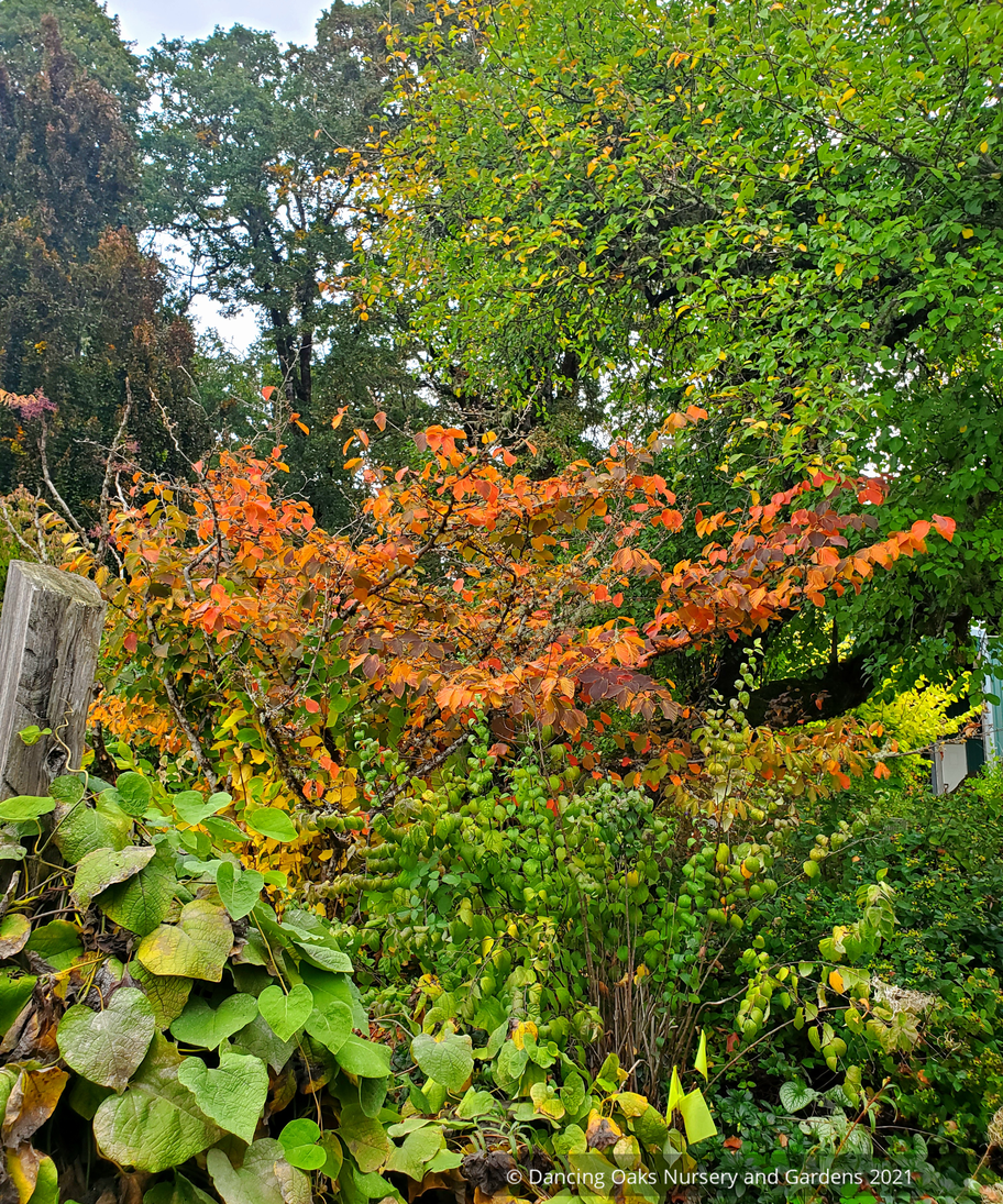 Shrubs ~ Hamamelis x intermedia 'Jelena', Witch Hazel ~ Dancing Oaks Nursery and Gardens ~ Retail Nursery ~ Mail Order Nursery