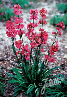Perennials ~ Lychnis (syn. Silene) viscaria 'Feuer' ~ Dancing Oaks Nursery and Gardens ~ Retail Nursery ~ Mail Order Nursery