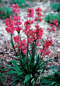 Lychnis (syn. Silene) viscaria 'Fleur', Firebird Catchfly