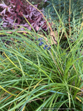 Grasses ~ Ophiopogon clarkei, Himalayan Mondo Grass ~ Dancing Oaks Nursery and Gardens ~ Retail Nursery ~ Mail Order Nursery