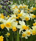 Narcissus 'Spring Sunshine', Dwarf Daffodil