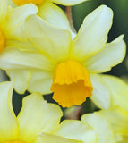 Narcissus 'Spring Sunshine', Dwarf Daffodil