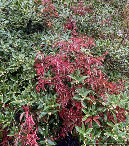 Shrubs ~ Osmanthus armatus, Holly Olive  Vines ~ Parthenocissus henryana, Silvervein Creeper ~ Dancing Oaks Nursery and Gardens ~ Retail Nursery ~ Mail Order Nursery