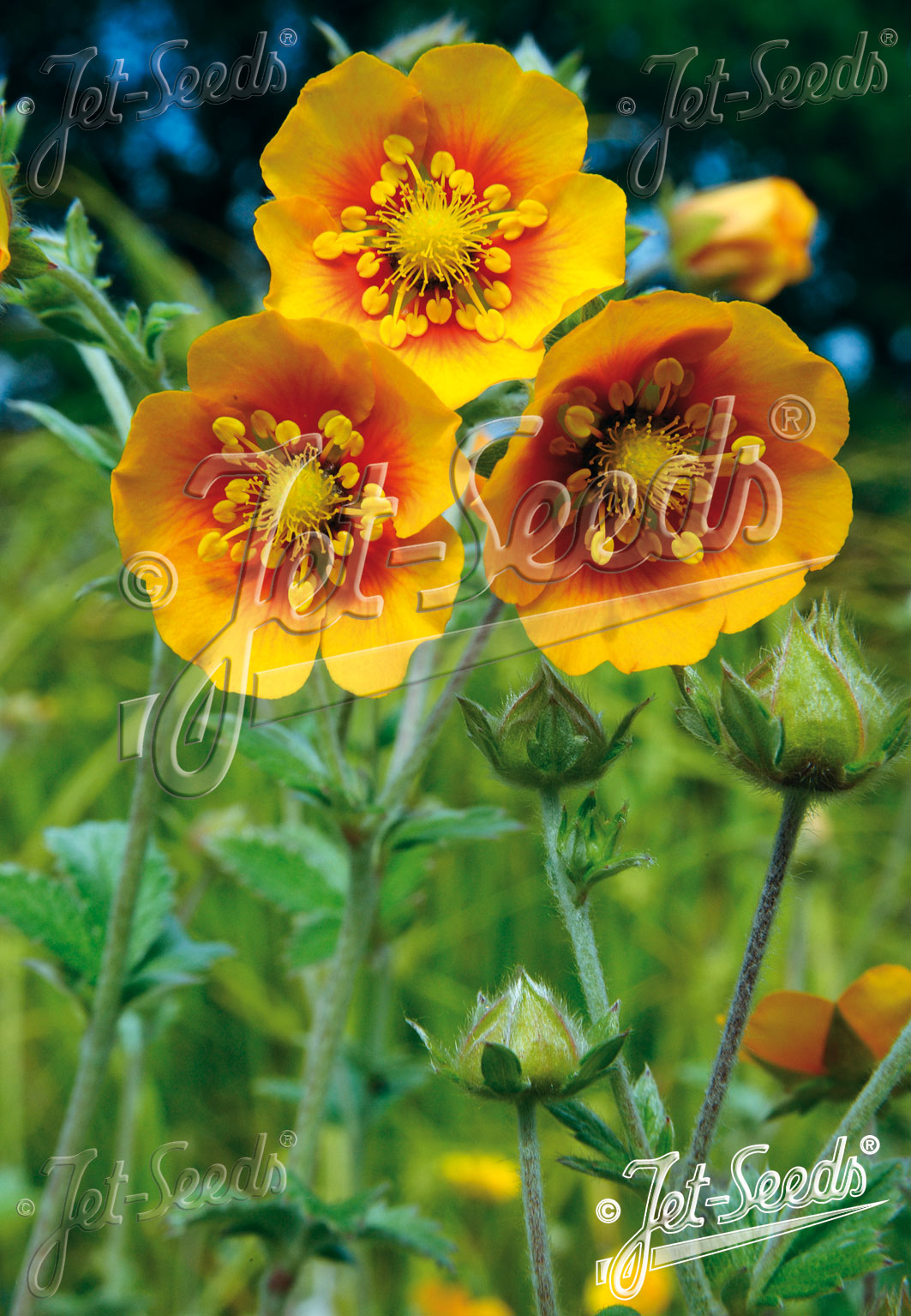 Perennials ~ Potentilla atrosanguinea var. argyrophylla, Himalayan cinquefoil ~ Dancing Oaks Nursery and Gardens ~ Retail Nursery ~ Mail Order Nursery